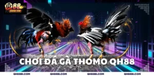 Chơi đá gà Thomo QH88