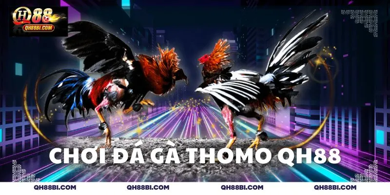 Chơi đá gà Thomo QH88