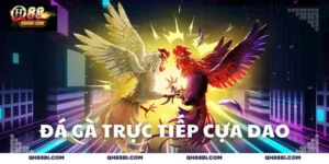 Đá gà trực tiếp cựa dao