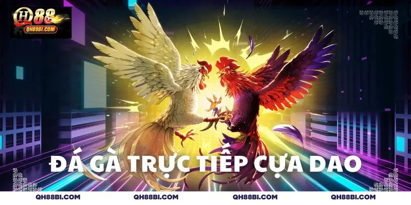 Đá gà trực tiếp cựa dao